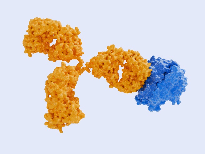 Antibody Structure