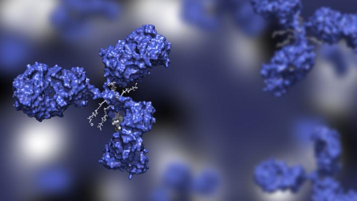 Functional Assay Antibodies