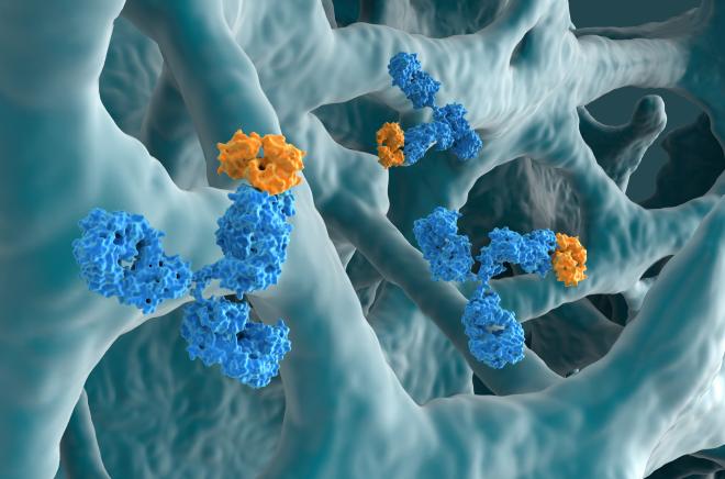 In Vivo Assay Antibodies