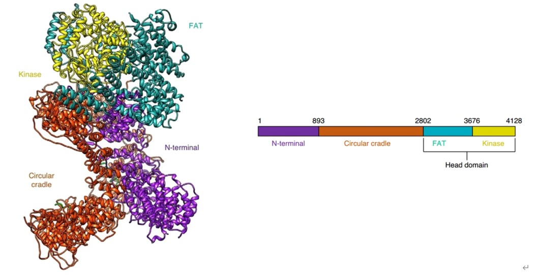 Fig. 1 The overall structure of DNA-PKcs (PRKDC). (OA Literature)