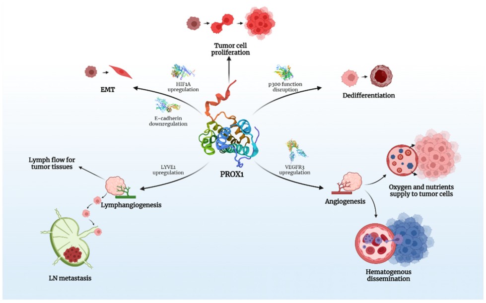 Fig. 1 The key roles of PROX1 in carcinogenesis. Created with BioRender.com. (OA Literature)