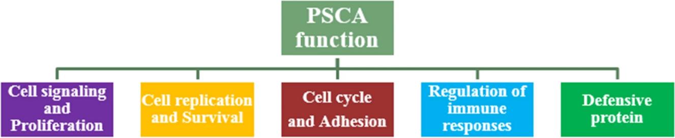 Fig. 1:Schematic view of PSCA function.