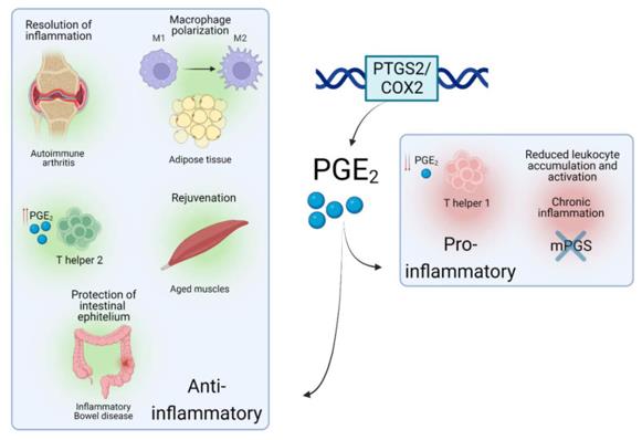 Roles of PTGS2/COX2-PGE2 in different inflammatory situations.