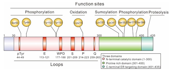 Fig. 1 Schematic representation of the domain structures of PTP1B full length. (OA Literature)