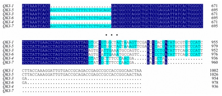 Fig. 1 Alignment of the amino-acid sequences on the different parts of the QKI isoforms. (OA Literature)