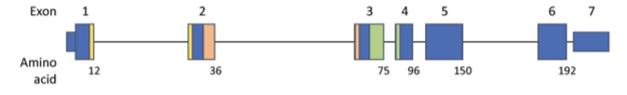 Fig. 1 Genomic schematic for RAC2.