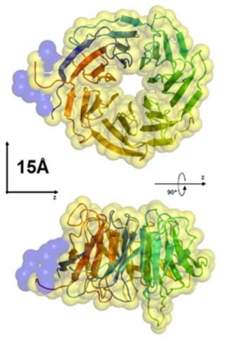 Fig. 1 Two orthogonal views of the homology model of human RACK1. (OA Literature)