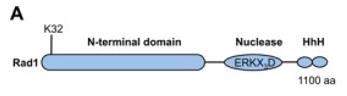 Schematic depicting Rad1 domains and sumoylation site.