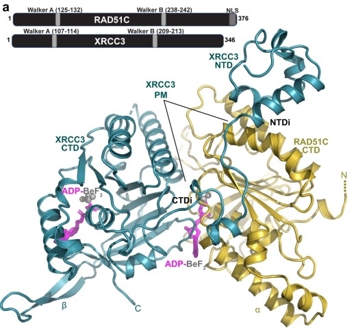 Fig. 1:RAD51C-XRCC3 structure showing domains and ATP analog.