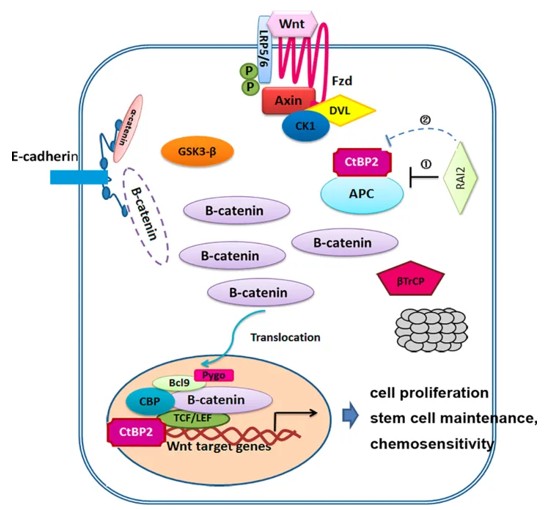 Fig. 1 Mechanisms model for the regulation of RAI2 in Wnt/β-catenin signaling. (OA Literature)