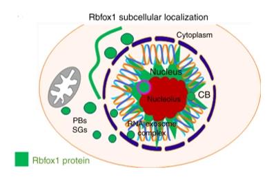 Fig. 1 Schematic drawing depicts a summary of subcellular localization of Rbfox1 protein.
