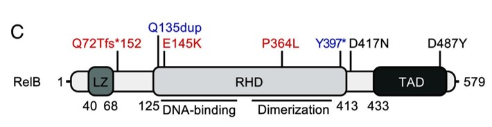 Fig. 1 Schematic diagram of the RelB protein. (OA Literature)