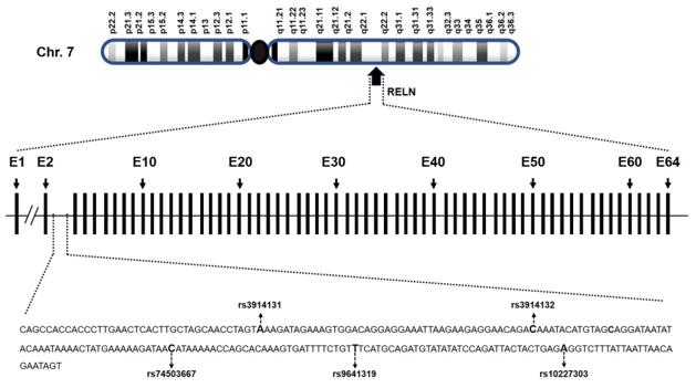 Genomic location and organization of RELN gene.