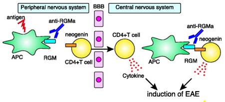 Fig. 1 RGMa-neogenin signaling mediates autoimmune encephalomyelitis.