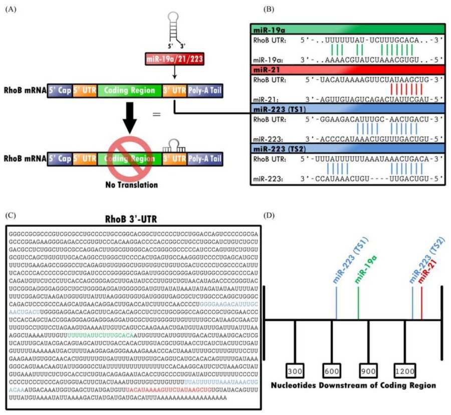 Fig. 1:Translation of RHOB is epigenetically downregulated. 