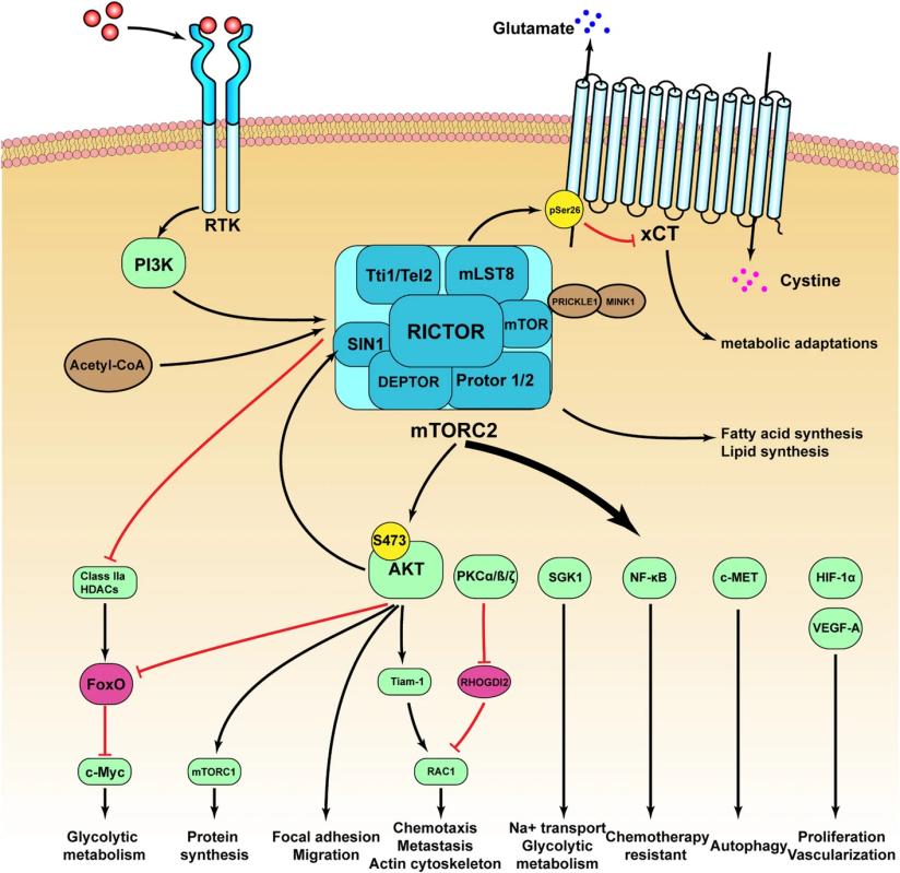 RICTOR's role in tumor progression and drug resistance.