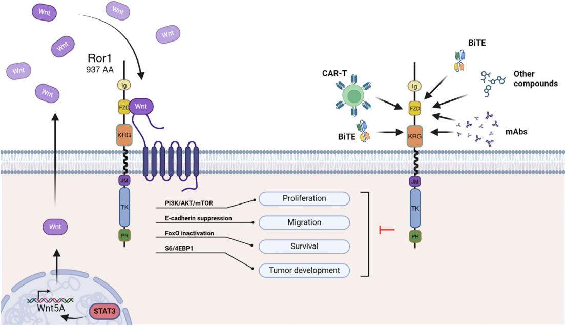 Fig. 1:ROR1 signaling and targeted therapies for tumor cell inhibition.