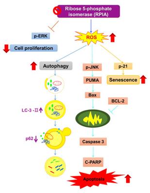 RPIA Suppression Triggers Cell Death and Senescence.