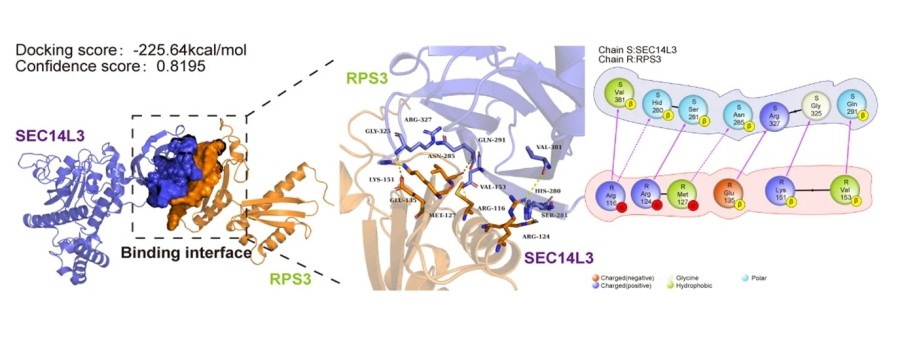 Fig. 1:The interaction between SEC14L3 and RPS3 within their respective 3D protein structures.