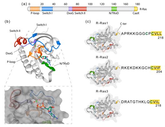 Fig. 1 R-Ras molecular structure and domains.
