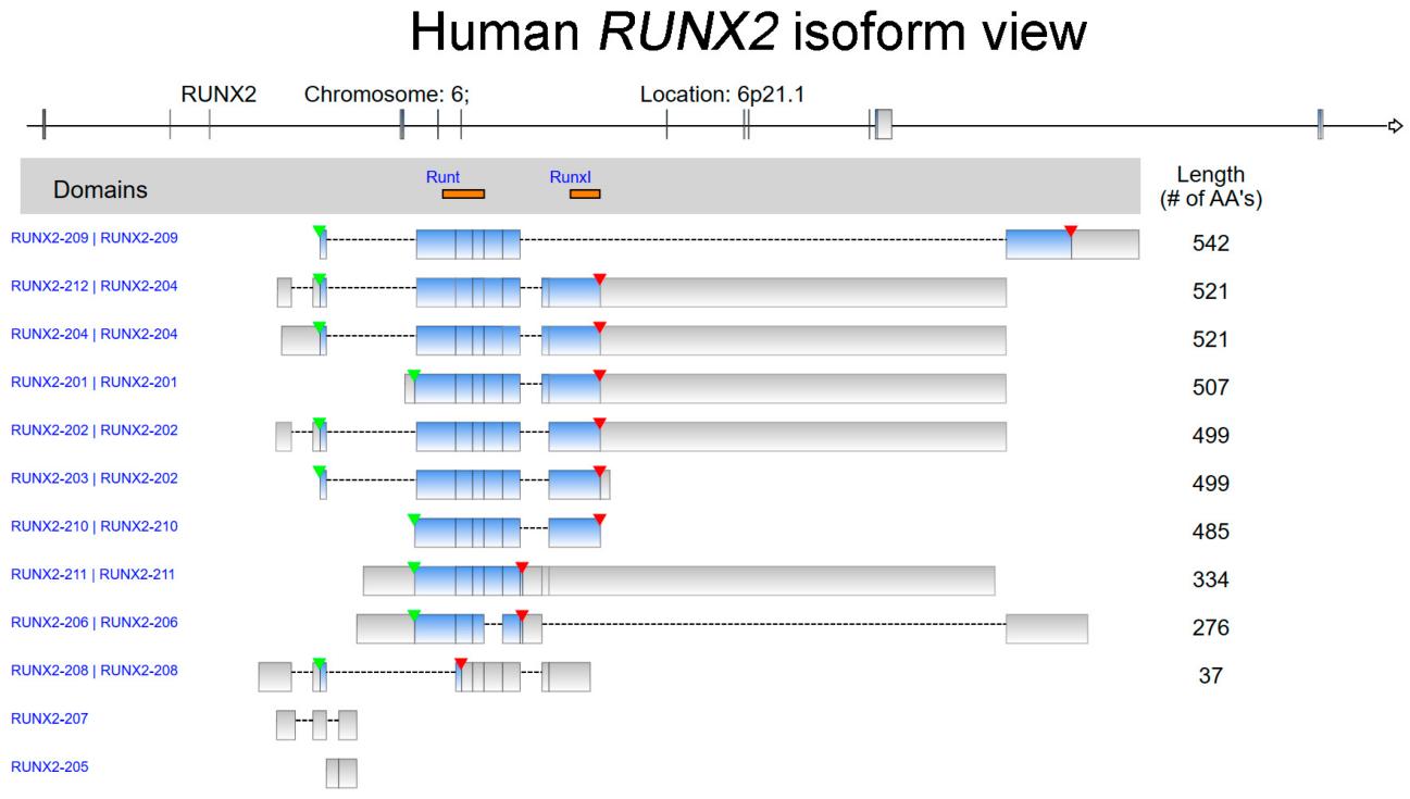 Fig. 1:The isoform view of human RUNX2.