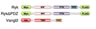 Fig. 1:Construct designs of Ryk-FLAG and RykΔPDZ-FLAG for Co-IP.