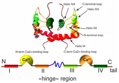 Fig. 1 3D solution structure of the apo-S100A4 protein and structural domains of the S100A4 protein in linear mode.