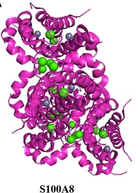 Fig. 1:Structure of S100A8.