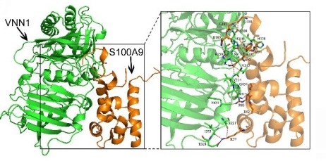 Fig. 1:Binding model between S100A9 protein and VNN1 protein.