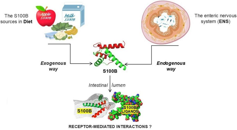 Fig. 1:Schematic diagram of the endogenous and exogenous sources of S100B.