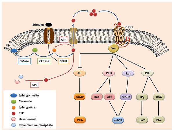 Fig. 1 The S1P-S1PR1 signaling.