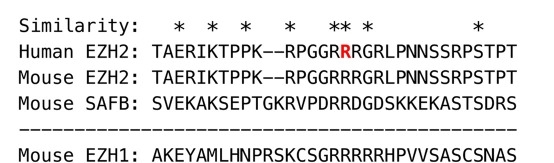 PRC2/SAFB levels: WT vs EZH2 KO.