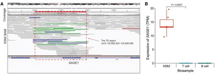 Fig. 1 A SAGE1-related TD detected from K562 cell line.