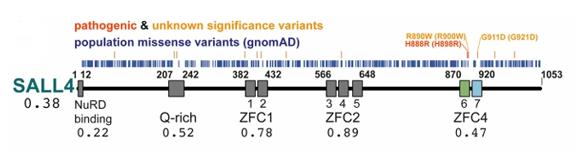 Fig. 1 Domain overview of human SALL4 protein.