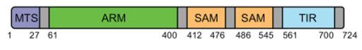 Schematic representation of protein domains and motifs found in SARM1.