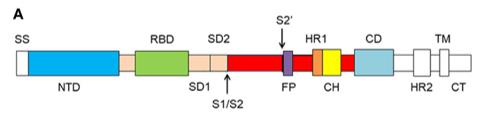 Schematic of SARS-CoV-2 spike protein primary structure.