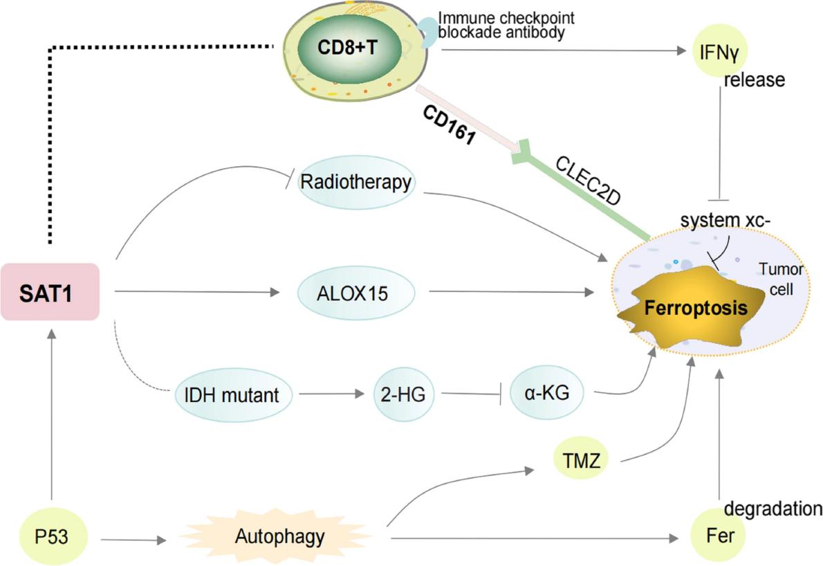 Fig. 1:SAT1: ferroptosis, immunotherapy, chemoradiotherapy.
