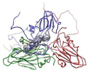 Fig. 1 Atomic model for SAT2 wildtype.