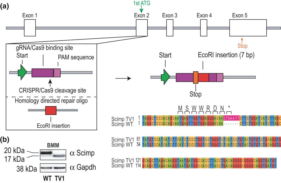 Fig. 1:Generation of a mouse line expressing a naturally occurring truncated form of Scimp.