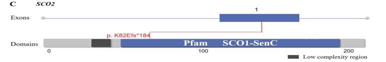 Fig. 1:Location of identified variants in the SCO2.