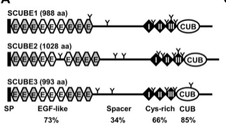 Fig. 1:Graphic illustration of the domain structure of human SCUBE1, 2 and 3.