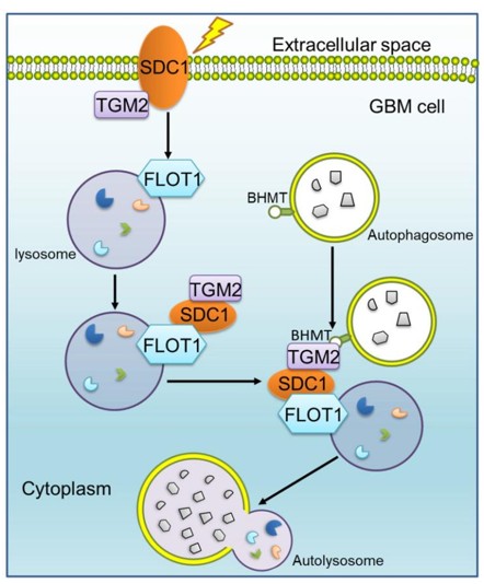 Fig. 1 SDC1 molecules mediated GBM cells after radiotherapy autophagy flow integration mechanism (OA Literature)