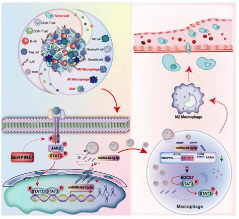Fig. 1 SERPINE1 in Gastric Cancer Exosomes Drives Macrophage M2 Polarization.