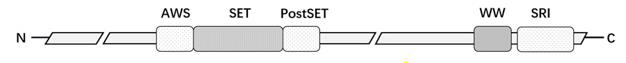 Fig. 1 The main domains of SETD2.