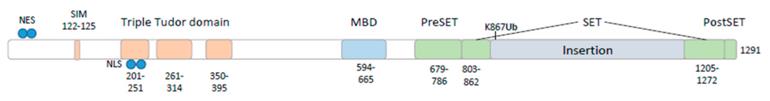 Protein domain structure of SETDB1.