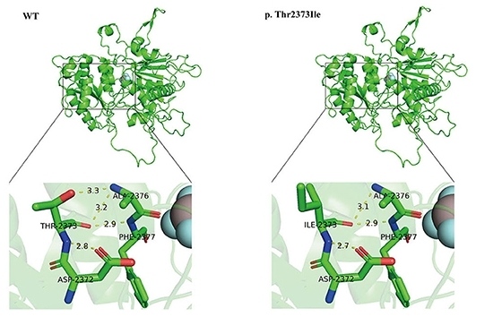 Senataxin structure altered by SETX p.Thr2373Ile.