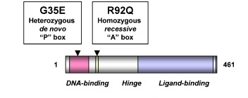 Fig. 1:Key functional domains and the position of the two SF-1 variants associated with this phenotype.