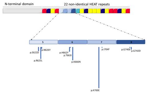 Fig. 1 Schematic of common SF3B1 mutations in hematologic malignancies.