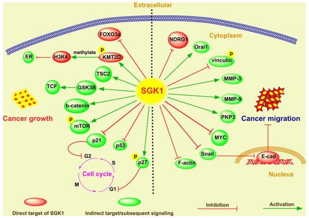 Fig. 1 The emerging roles and mechanisms of SGK1 in cancer growth and metastasis.