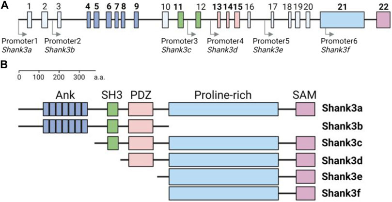 Fig. 1:Structure of mouse Shank3 gene and protein domain composition of Shank3 isoforms.